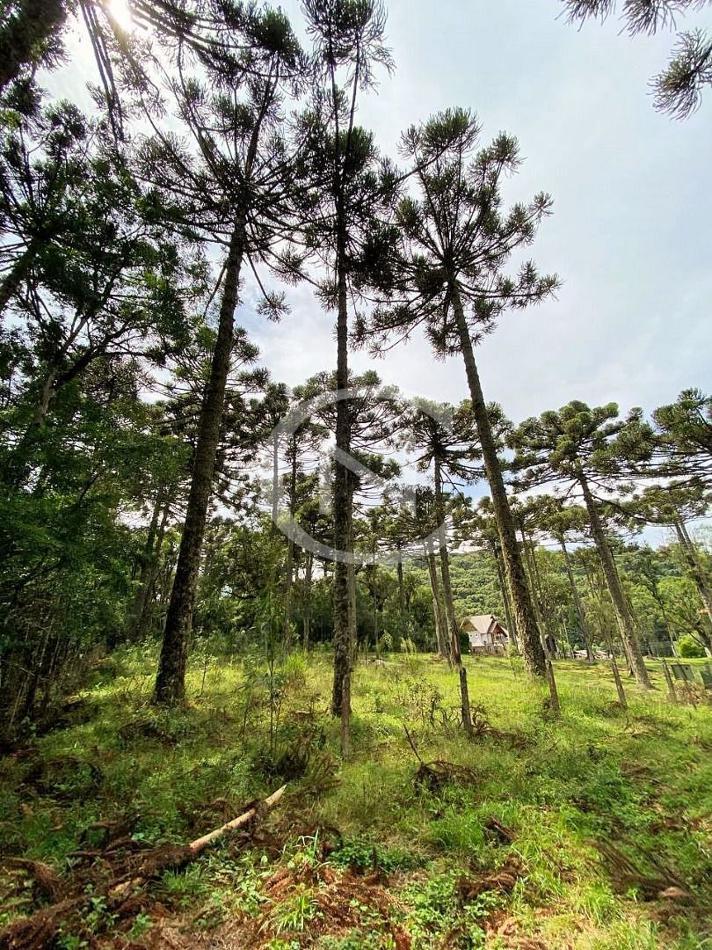 TERRENO COM 750 M² NO CARACOL EM CANELA/RS | Caracol | Canela